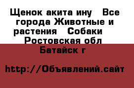 Щенок акита ину - Все города Животные и растения » Собаки   . Ростовская обл.,Батайск г.